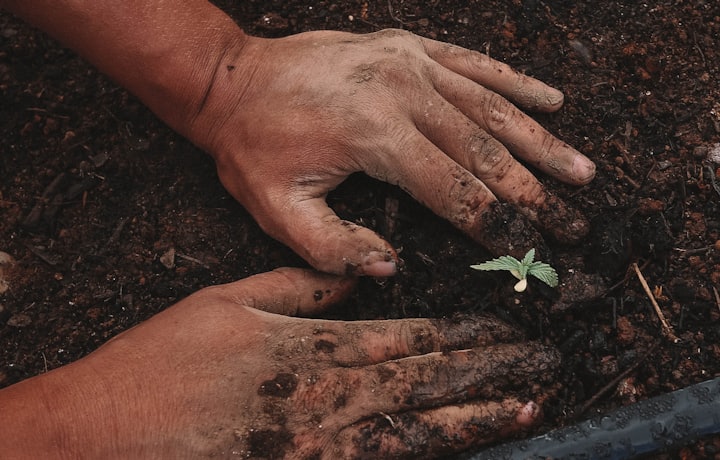 Landscaper planting new growth in fresh soil