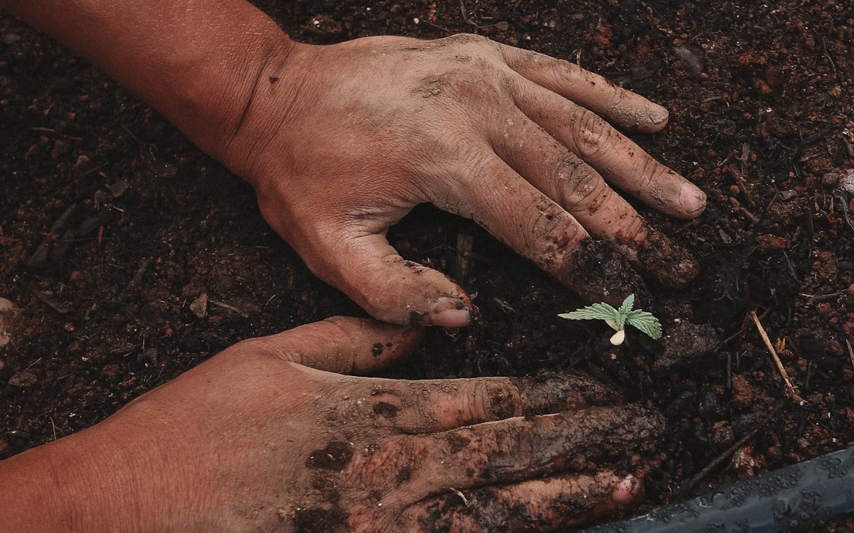 Landscaper planting new growth in fresh soil